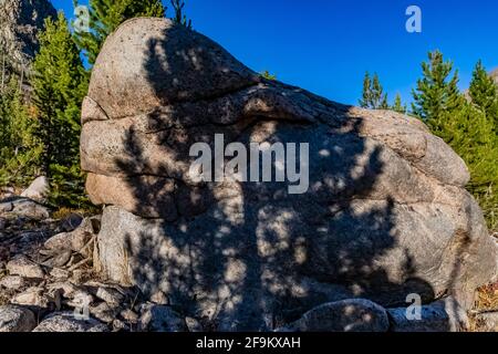 Lodgepole Pine, Pinus contorta, ombre sulla roccia in Rock Creek Valley lungo Beartooth Highway, Montana, USA Foto Stock