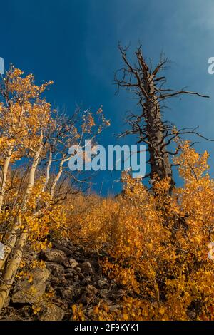 Quaking Aspens, Populus tremuloides, con conifere morte sulle montagne Beartooth, Rock Creek Valley, Beartooth Highway, Montana, Stati Uniti Foto Stock