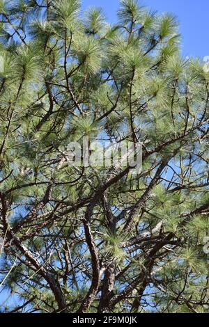 Un Closeup di un albero di pino di foglia lunga che cresce in Carolina del Nord. Foto Stock