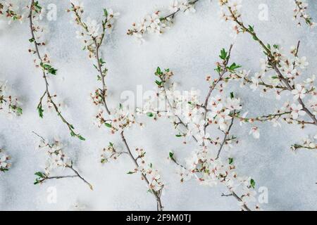 Fiori bianchi in fiore isolati su sfondo grigio. Disposizione piatta, vista dall'alto. Sfondo primavera. Foto Stock