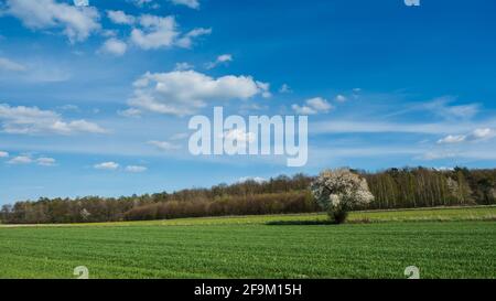 campi primaverili nell'acaro occidentale Foto Stock