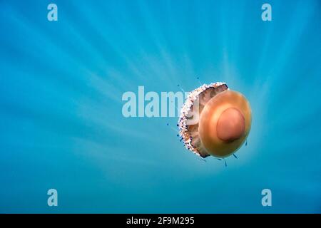 Un pesce di gelatine fritte (cotilorhiza tuberculata) in un acquero di mare blu. I raggi solari penetrano nell'acqua e donano una luce speciale intorno alle meduse. Foto Stock