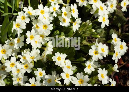 fiori bianchi con centro giallo e foglie verdi in un fiore letto in una giornata di sole Foto Stock