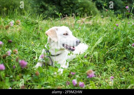 Ritratto di un cane bianco che giace nell'erba in il parco Foto Stock