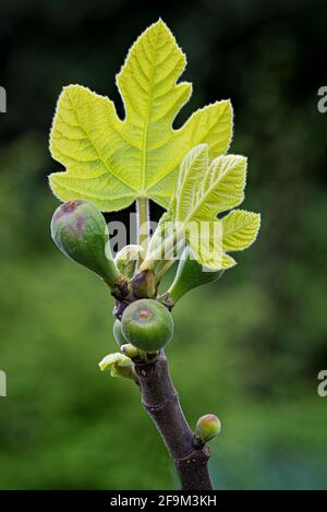 Ramo di fico in primavera, che mostra foglie e frutti emergenti. Foto Stock