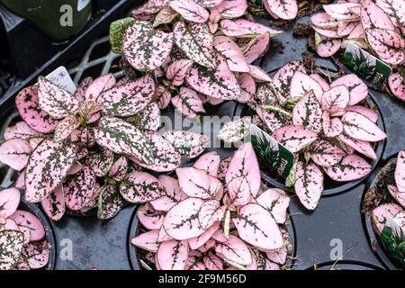 Un vassoio nero riempito con piante di pallino di polka del bambino, o Hypoestes phyllostachya, all'interno di un mercato dei fiori a Londra, Ontario, Canada, marzo 2021. Foto Stock