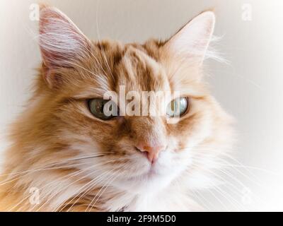 Gatto domestico dagli occhi verdi Foto Stock