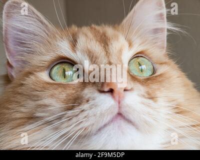 Gatto domestico dagli occhi verdi Foto Stock