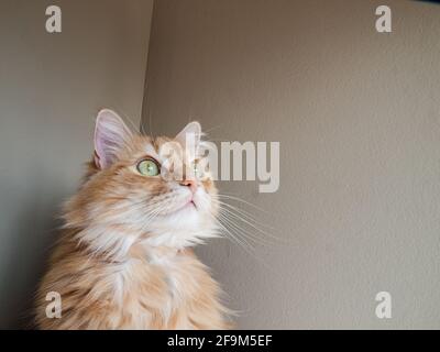 Gatto domestico dagli occhi verdi Foto Stock