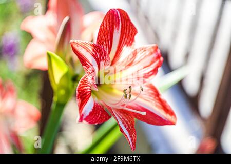 Amaryllis Peacock in fiamme, Lilium, Lily, Amaryllis doppio rosso e bianco, Amaryllis Bulbs, Amaryllis Fiori Amaryllis piante, Amaryllis in fiamme Peacock Amaryllis, Fiori, Rosa, striato, Petali, Casa, impianto, Primavera ... ( Photo by Luis Gutierrez / Norte Photo) Amaryllis Flaming Peacock,Lilium, lirio, Amarilis doble roja y blanca, Amaryllis Bulbs, Amaryllis Flowers Amaryllis Plants, pavo real llameante de la amarilis, las flores, Rosa, a rayas, pétalos, planta de interior, planta, primavera ... (Foto di Luis Gutierrez / Norte Photo) Foto Stock