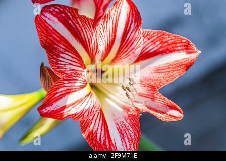 Amaryllis Peacock in fiamme, Lilium, Lily, Amaryllis doppio rosso e bianco, Amaryllis Bulbs, Amaryllis Fiori Amaryllis piante, Amaryllis in fiamme Peacock Amaryllis, Fiori, Rosa, striato, Petali, Casa, impianto, Primavera ... ( Photo by Luis Gutierrez / Norte Photo) Amaryllis Flaming Peacock,Lilium, lirio, Amarilis doble roja y blanca, Amaryllis Bulbs, Amaryllis Flowers Amaryllis Plants, pavo real llameante de la amarilis, las flores, Rosa, a rayas, pétalos, planta de interior, planta, primavera ... (Foto di Luis Gutierrez / Norte Photo) Foto Stock