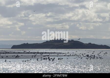 Isola di Inchkeith da Kinghorn con un sacco di uccelli guadi, Fife, Scozia. Foto Stock