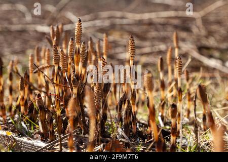 La crescita primaverile iniziale del piede di coltsfoot, Tussilago farfara Foto Stock