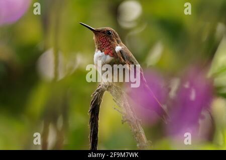 Colibrì scintillante - Selasphorus scintilla uccello endemico a Costa Rica e Panama, sostituito ad altitudini più elevate dal suo relativo hummi vulcano Foto Stock