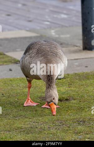 Un'unica Oca di Greylag Foto Stock