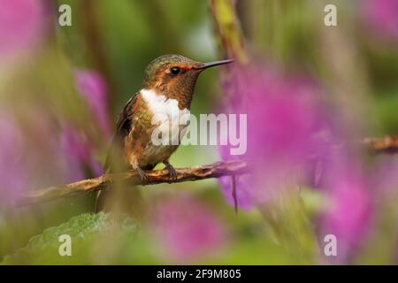 Colibrì scintillante - Selasphorus scintilla uccello endemico a Costa Rica e Panama, sostituito ad altitudini più elevate dal suo relativo hummi vulcano Foto Stock