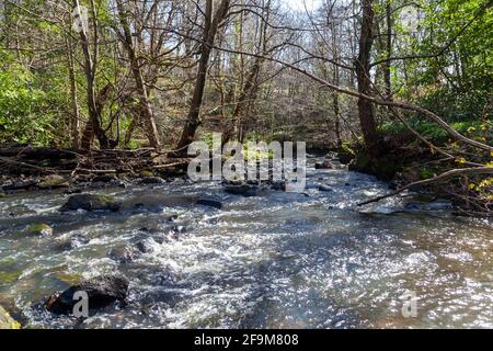 Blither Burn al Valleyfield Woodland Park Foto Stock