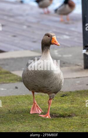 Un'unica Oca di Greylag Foto Stock