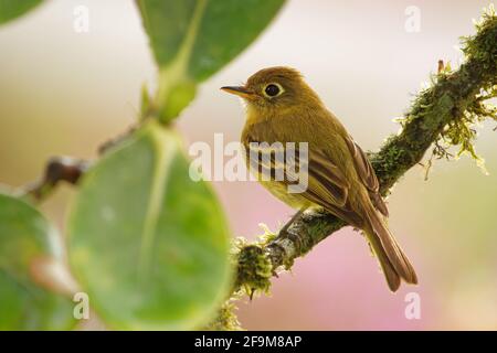 Flycatcher giallognolo - Empidonax flavescens - small passerine bird nella famiglia tyrannidae. Razze it nelle highlands dal Messico sudorientale così Foto Stock