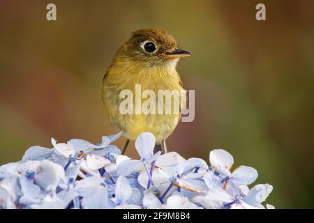 Flycatcher giallognolo - Empidonax flavescens - small passerine bird nella famiglia tyrannidae. Razze it nelle highlands dal Messico sudorientale così Foto Stock