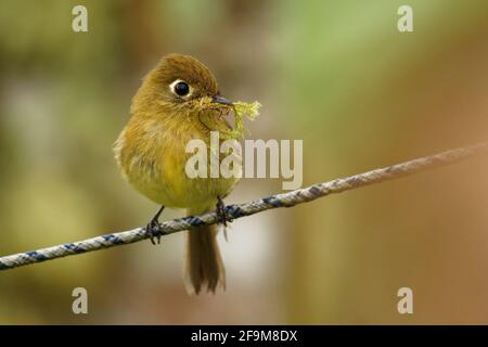 Flycatcher giallognolo - Empidonax flavescens - small passerine bird nella famiglia tyrannidae. Razze it nelle highlands dal Messico sudorientale così Foto Stock