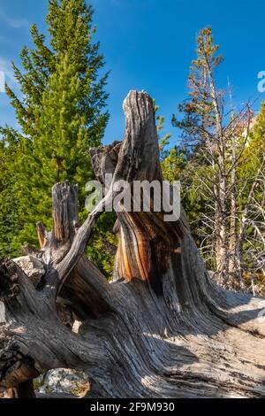 Scarlatto foglie di mirtillo in autunno lungo Rock Creed Valley nelle Beartooth Mountains, Beartooth Highway, Montana, USA Foto Stock