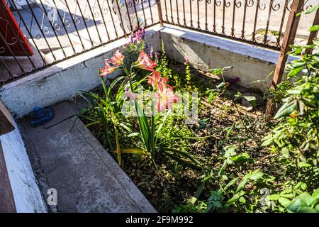 Amaryllis Peacock in fiamme, Lilium, Lily, Amaryllis doppio rosso e bianco, Amaryllis Bulbs, Amaryllis Fiori Amaryllis piante, Amaryllis in fiamme Peacock Amaryllis, Fiori, Rosa, striato, Petali, Casa, impianto, Primavera ... ( Photo by Luis Gutierrez / Norte Photo) Amaryllis Flaming Peacock,Lilium, lirio, Amarilis doble roja y blanca, Amaryllis Bulbs, Amaryllis Flowers Amaryllis Plants, pavo real llameante de la amarilis, las flores, Rosa, a rayas, pétalos, planta de interior, planta, primavera ... (Foto di Luis Gutierrez / Norte Photo) Foto Stock