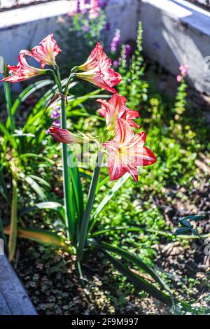 Amaryllis Peacock in fiamme, Lilium, Lily, Amaryllis doppio rosso e bianco, Amaryllis Bulbs, Amaryllis Fiori Amaryllis piante, Amaryllis in fiamme Peacock Amaryllis, Fiori, Rosa, striato, Petali, Casa, impianto, Primavera ... ( Photo by Luis Gutierrez / Norte Photo) Amaryllis Flaming Peacock,Lilium, lirio, Amarilis doble roja y blanca, Amaryllis Bulbs, Amaryllis Flowers Amaryllis Plants, pavo real llameante de la amarilis, las flores, Rosa, a rayas, pétalos, planta de interior, planta, primavera ... (Foto di Luis Gutierrez / Norte Photo) Foto Stock
