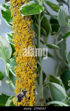 primo piano di lichene giallo su un ramo di albero nel mezzo di vegetazione verde Foto Stock