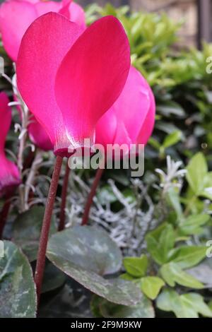 Cyclamen persicum ‘Metis Magenta Shades’ ciclamino persiano Magenta – fiori magenta rosso profondo in cima a foglie a forma di cuore con marcature in argento, aprile, Regno Unito Foto Stock