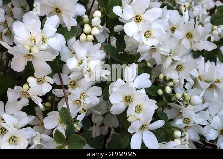 Exochorda x macrantha ‘la sposa’ perlbush la sposa – masse di fiori bianchi a forma di coppa su rami arcuati, aprile, Inghilterra, Regno Unito Foto Stock