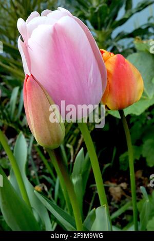 Tulipa ‘Pink Diamond’ Single late 5 Pink Diamond tulipano - fiori rosa pallido, colore rosa scuro, aprile, Inghilterra, Regno Unito Foto Stock