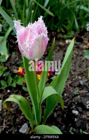 Tulipa ‘Oviedo’ fritto 7 Oviedo tulipano - fiori bianchi, margini rosa, colore rosa, frange bianche, aprile, Inghilterra, Regno Unito Foto Stock