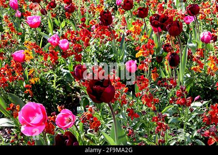 Tulipa / Tulipano ‘Dsu Quichotte’ Triumph tulip 3 Tulipa / Tulipano ‘Regina della Notte’ Singola fine 5 aprile, Inghilterra, Regno Unito Foto Stock