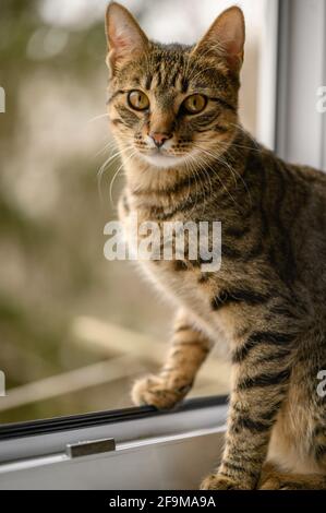 Ritratto di giovane gatto shorthair europeo Foto Stock