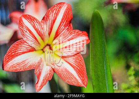 Amaryllis Peacock in fiamme, Lilium, Lily, Amaryllis doppio rosso e bianco, Amaryllis Bulbs, Amaryllis Fiori Amaryllis piante, Amaryllis in fiamme Peacock Amaryllis, Fiori, Rosa, striato, Petali, Casa, impianto, Primavera ... ( Photo by Luis Gutierrez / Norte Photo) Amaryllis Flaming Peacock,Lilium, lirio, Amarilis doble roja y blanca, Amaryllis Bulbs, Amaryllis Flowers Amaryllis Plants, pavo real llameante de la amarilis, las flores, Rosa, a rayas, pétalos, planta de interior, planta, primavera ... (Foto di Luis Gutierrez / Norte Photo) Foto Stock