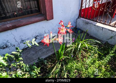 Amaryllis Peacock in fiamme, Lilium, Lily, Amaryllis doppio rosso e bianco, Amaryllis Bulbs, Amaryllis Fiori Amaryllis piante, Amaryllis in fiamme Peacock Amaryllis, Fiori, Rosa, striato, Petali, Casa, impianto, Primavera ... ( Photo by Luis Gutierrez / Norte Photo) Amaryllis Flaming Peacock,Lilium, lirio, Amarilis doble roja y blanca, Amaryllis Bulbs, Amaryllis Flowers Amaryllis Plants, pavo real llameante de la amarilis, las flores, Rosa, a rayas, pétalos, planta de interior, planta, primavera ... (Foto di Luis Gutierrez / Norte Photo) Foto Stock