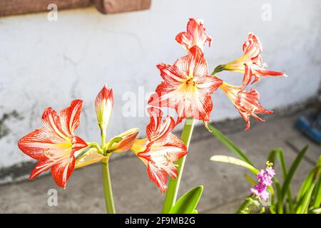 Amaryllis Peacock in fiamme, Lilium, Lily, Amaryllis doppio rosso e bianco, Amaryllis Bulbs, Amaryllis Fiori Amaryllis piante, Amaryllis in fiamme Peacock Amaryllis, Fiori, Rosa, striato, Petali, Casa, impianto, Primavera ... ( Photo by Luis Gutierrez / Norte Photo) Amaryllis Flaming Peacock,Lilium, lirio, Amarilis doble roja y blanca, Amaryllis Bulbs, Amaryllis Flowers Amaryllis Plants, pavo real llameante de la amarilis, las flores, Rosa, a rayas, pétalos, planta de interior, planta, primavera ... (Foto di Luis Gutierrez / Norte Photo) Foto Stock