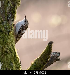treecreeper comune (Certia familiaris) che perching su tronco di albero con sfondo sfocato. Foto Stock