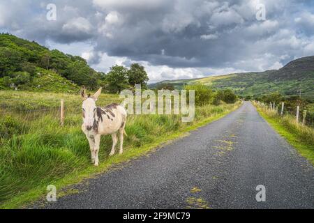 Adorabile asino sul lato della strada di campagna e guardando la macchina fotografica in Molls Gap, MacGillycuddys Reeks montagne, Ring of Kerry, Irlanda Foto Stock