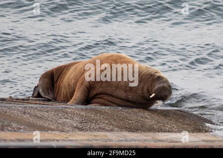 Tenby, Galles, Regno Unito. 19 aprile 2021. Wally The Arctic Walrus on the Slipway at Tenby Lifeboat Station, Pembrokeshire, Galles, il 19 aprile 2021. Credit: Lewis Mitchell/Alamy Live News Foto Stock