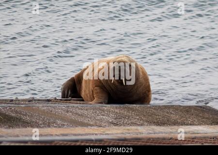 Tenby, Galles, Regno Unito. 19 aprile 2021. Wally The Arctic Walrus on the Slipway at Tenby Lifeboat Station, Pembrokeshire, Galles, il 19 aprile 2021. Credit: Lewis Mitchell/Alamy Live News Foto Stock