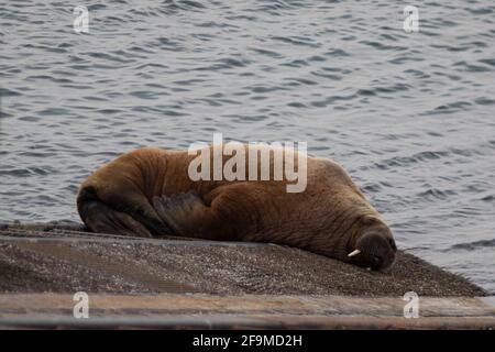 Tenby, Galles, Regno Unito. 19 aprile 2021. Wally The Arctic Walrus on the Slipway at Tenby Lifeboat Station, Pembrokeshire, Galles, il 19 aprile 2021. Credit: Lewis Mitchell/Alamy Live News Foto Stock