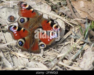 Farfalla pavone occhio sul suolo Foto Stock