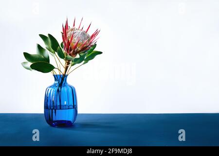 Re Protea cynaroides fiore con foglie in vaso di vetro blu su tavolo blu Foto Stock