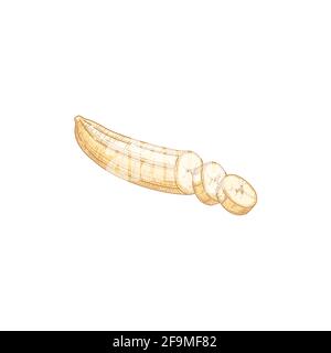 Frutti tropicali di banana maturi con fette tagliate isolate su sfondo bianco. Frutta fresca giallastra fresca e realistica disegnata a mano con i suoi pezzi sbucciati. Colorato Illustrazione Vettoriale