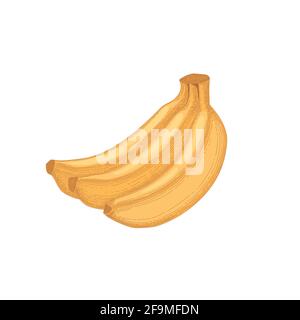 Gruppo di banane o gruppo isolato su sfondo bianco. Molta frutta fresca tropicale gialla. Illustrazione vettoriale dettagliata e realistica disegnata a mano Illustrazione Vettoriale