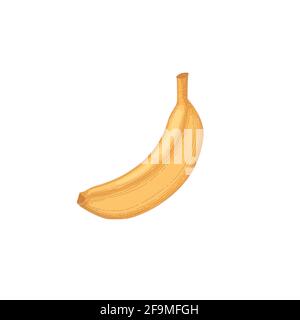 Composizione con banana intera matura in pelle isolata su fondo bianco. Illustrazione vettoriale realistica e dettagliata disegnata a mano di un sano tropicale Illustrazione Vettoriale