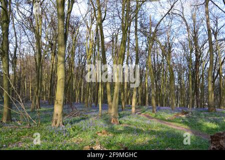 I primi bluebells in fiore, ritardato quest'anno a causa del freddo tempo di primavera, in Meenfield Wood, Shoreham nel Kent North Downs. Legno soleggiato Foto Stock