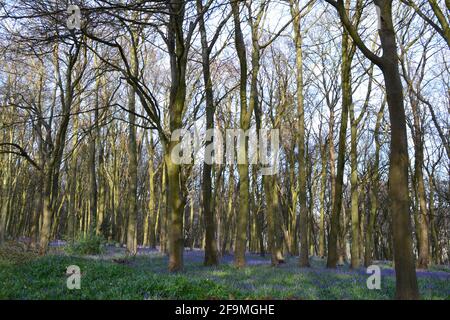 I primi bluebells in fiore, ritardato quest'anno a causa del freddo tempo di primavera, in Meenfield Wood, Shoreham nel Kent North Downs. Legno soleggiato Foto Stock